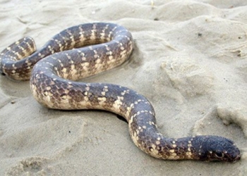 registering the most poisonous sea snakes in vietnam 133309