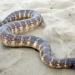 registering the most poisonous sea snakes in vietnam 133309