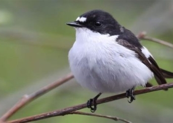 research the impact of reforestation on bird species in the chernobyl zone 135378