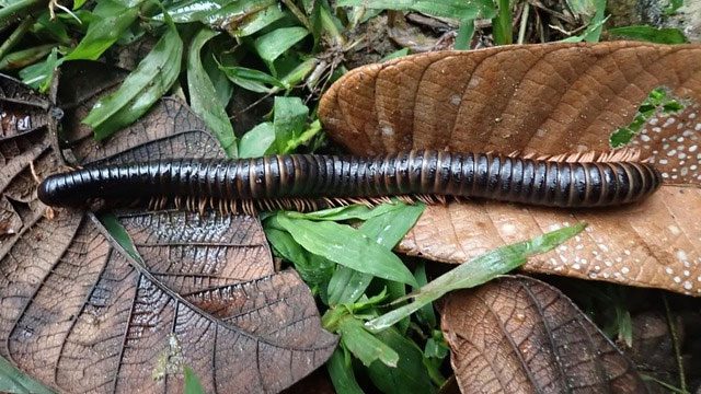 The giant millipede Spirostreptus sculptus.