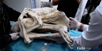 reveal new information about alien bodies causing sensation a detail confirming not human 135772
