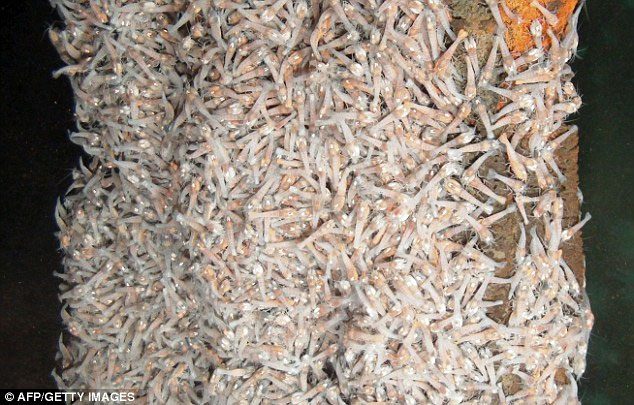 Thousands of Rimicaris hybisae shrimp clustered around the vents of the "Black Smoker" volcano