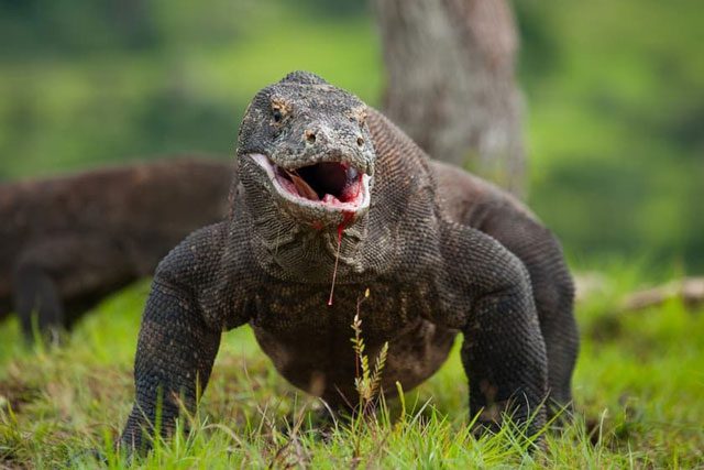 The Komodo dragon is the largest reptile in the world.