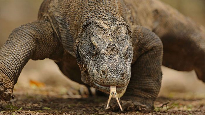 Komodo Dragon