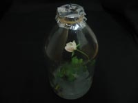 rose blooming in serious honey 3254