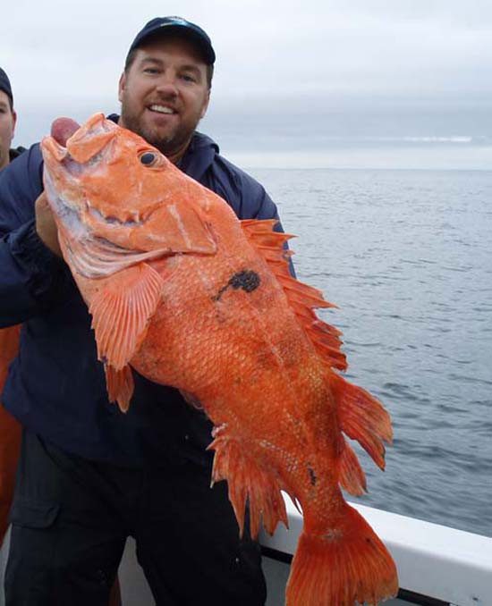 Rougheye Rockfish