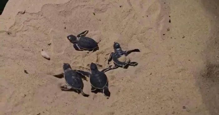 The first hatchlings born in 2024