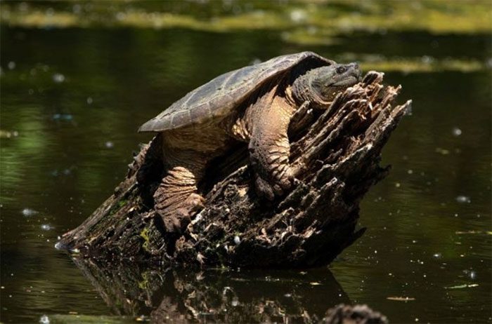 Alligator snapping turtles invading ecosystems in China