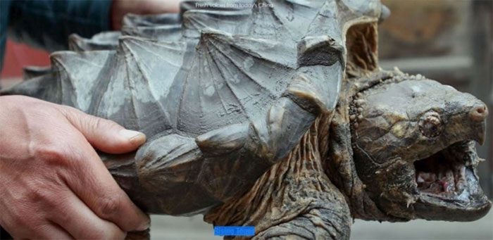 Dangerous alligator snapping turtle