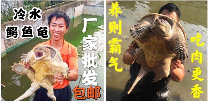 Alligator snapping turtles for sale on China's Taobao e-commerce platform.