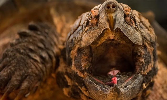 Alligator Snapping Turtle