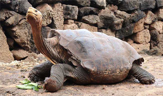 Galapagos Tortoise