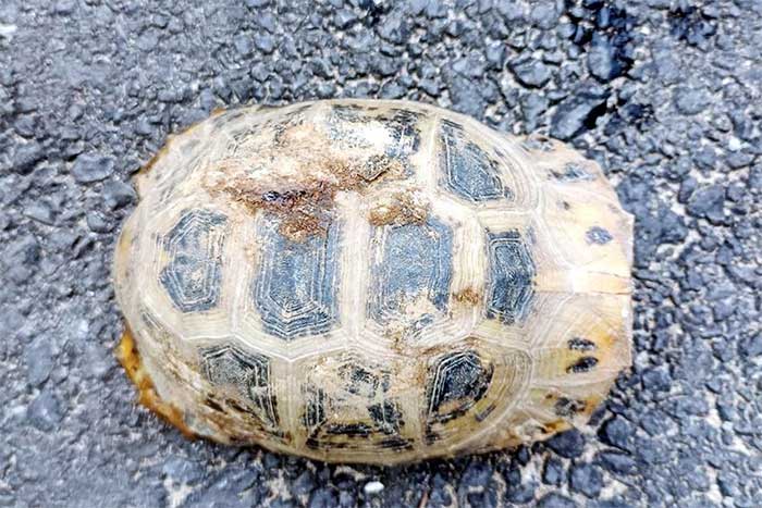 Golden mountain turtle discovered by a resident.