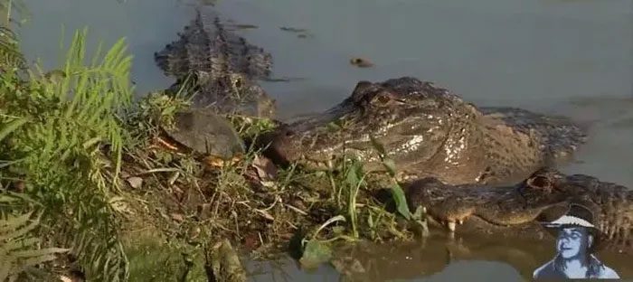 Crocodiles tend to target river turtles more often.