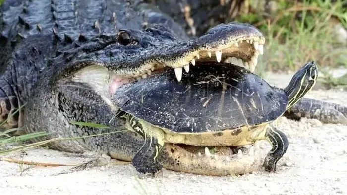 Crocodiles are one of the few creatures capable of directly breaking a turtle's shell