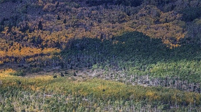 The trembling aspen forest, the largest living organism on Earth, is currently at risk of collapse.