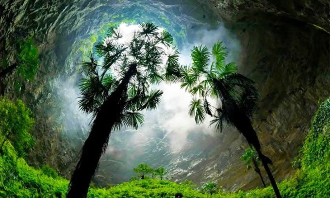 Ancient plants thriving inside the Tiankeng sinkhole.