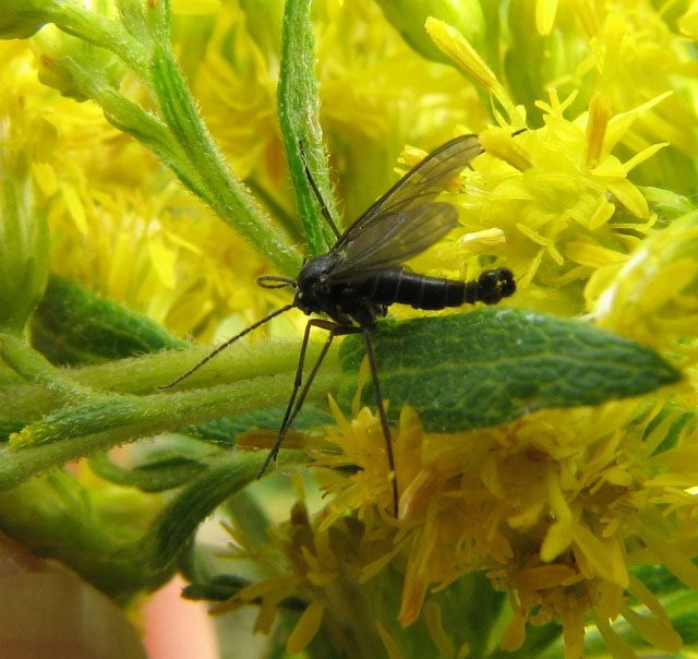 ruoi nam canh sam Sciaridae duc