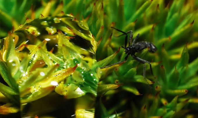 Antarctic midge survives in freezing environments