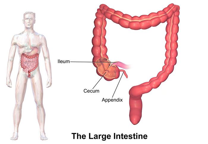 The appendix is a small tube located at the junction of the small intestine and the large intestine.