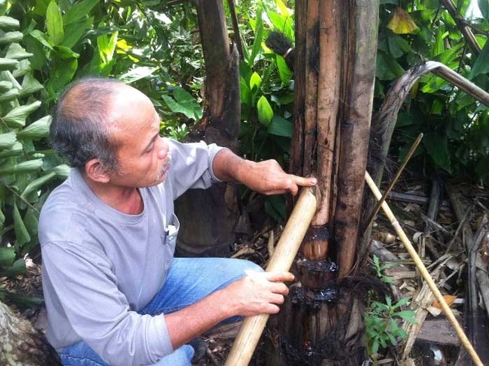 This is also the only wine in the world extracted directly from a tree for consumption.