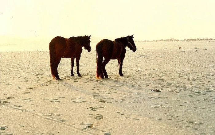 Here, you can experience horseback riding around the Jiangnan Desert