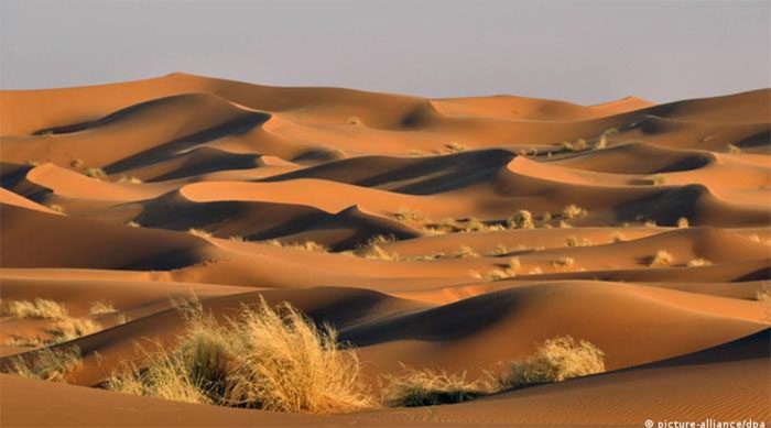 The Sahara Desert is one of the largest deserts in the world.