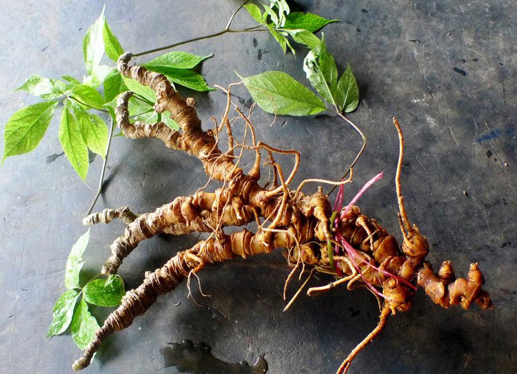 This is one of the ginseng varieties with the highest Saponin content.