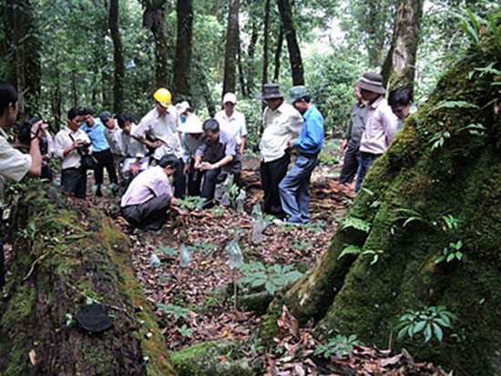 Ngọc Linh Ginseng Forest