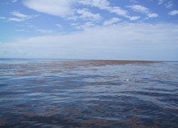 sargasso sea not leaving 3298