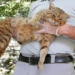 scientists just discovered a new cat species in the mediterranean with an very cool name 99799