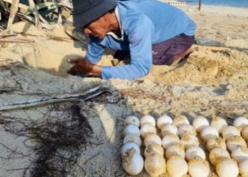 sea turtle rises to near 80 egg nests in the hon cau marine protected area 135906