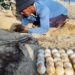 sea turtle rises to near 80 egg nests in the hon cau marine protected area 135906