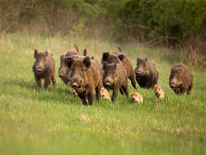 Super pigs live in groups and reproduce quickly.