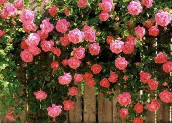 simple techniques for growing climbing roses in pots 72862