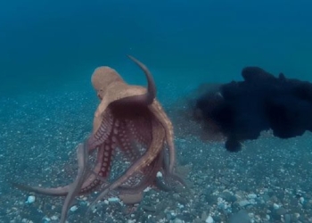 smart octopus but because of strange behavior it cannot become an intelligent creature 135752