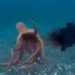 smart octopus but because of strange behavior it cannot become an intelligent creature 135752