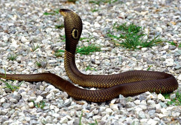 Why do cobras expand their hoods?