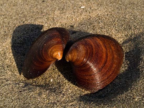 Quahog Clam