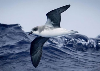 species of seabirds that change diet to survive 135531