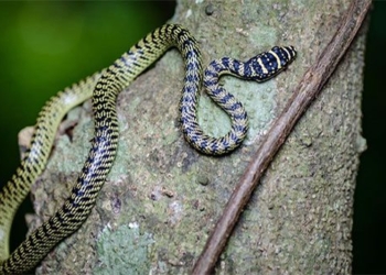 species of snakes that are venomous but often misunderstood as uniquely rare in vietnam 134078