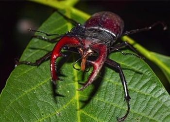 stag beetle rare species most expensive in the world 119230