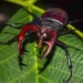 stag beetle rare species most expensive in the world 119230