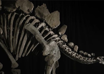 stegosaurus skeleton sold for a record price of 44 6 million usd 135628