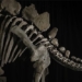 stegosaurus skeleton sold for a record price of 44 6 million usd 135628