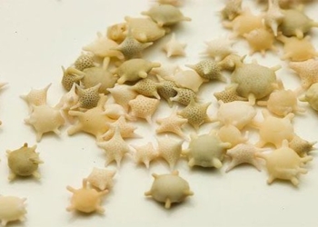 strange beach has sand particles shaped like stars 115166