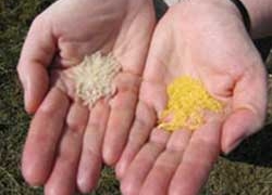 strengthening research on golden rice variety 2423
