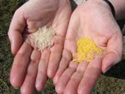 strengthening research on golden rice variety 2423