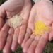 strengthening research on golden rice variety 2423