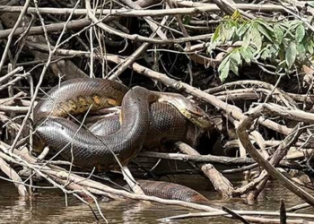 stunning photos of the worlds largest anaconda found in south america 135586